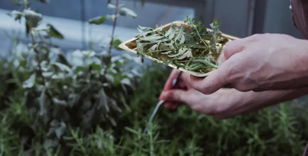 Wildflower x Restaurant Botanic